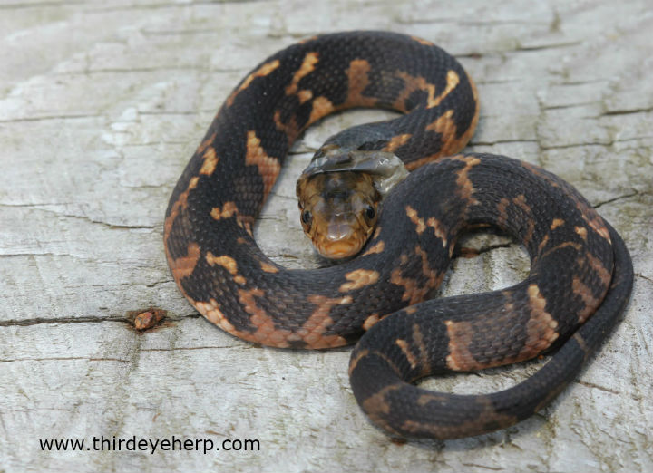 Broadbanded Water Snake